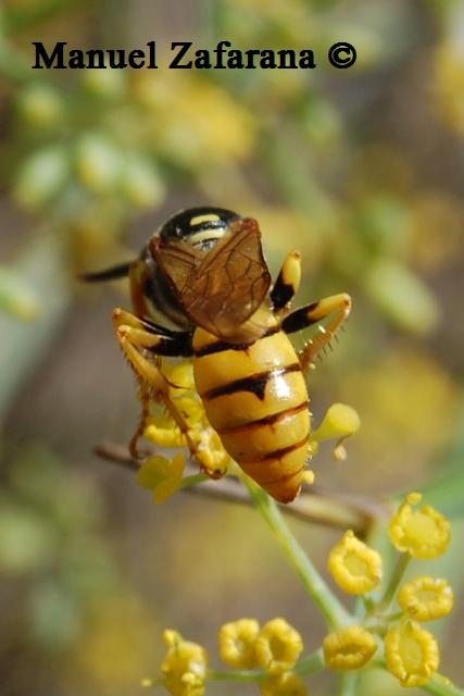 Femmina di Philanthus triangulum (Crabronidae)